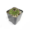 Sempervivum appletini (Hens and Chicks)