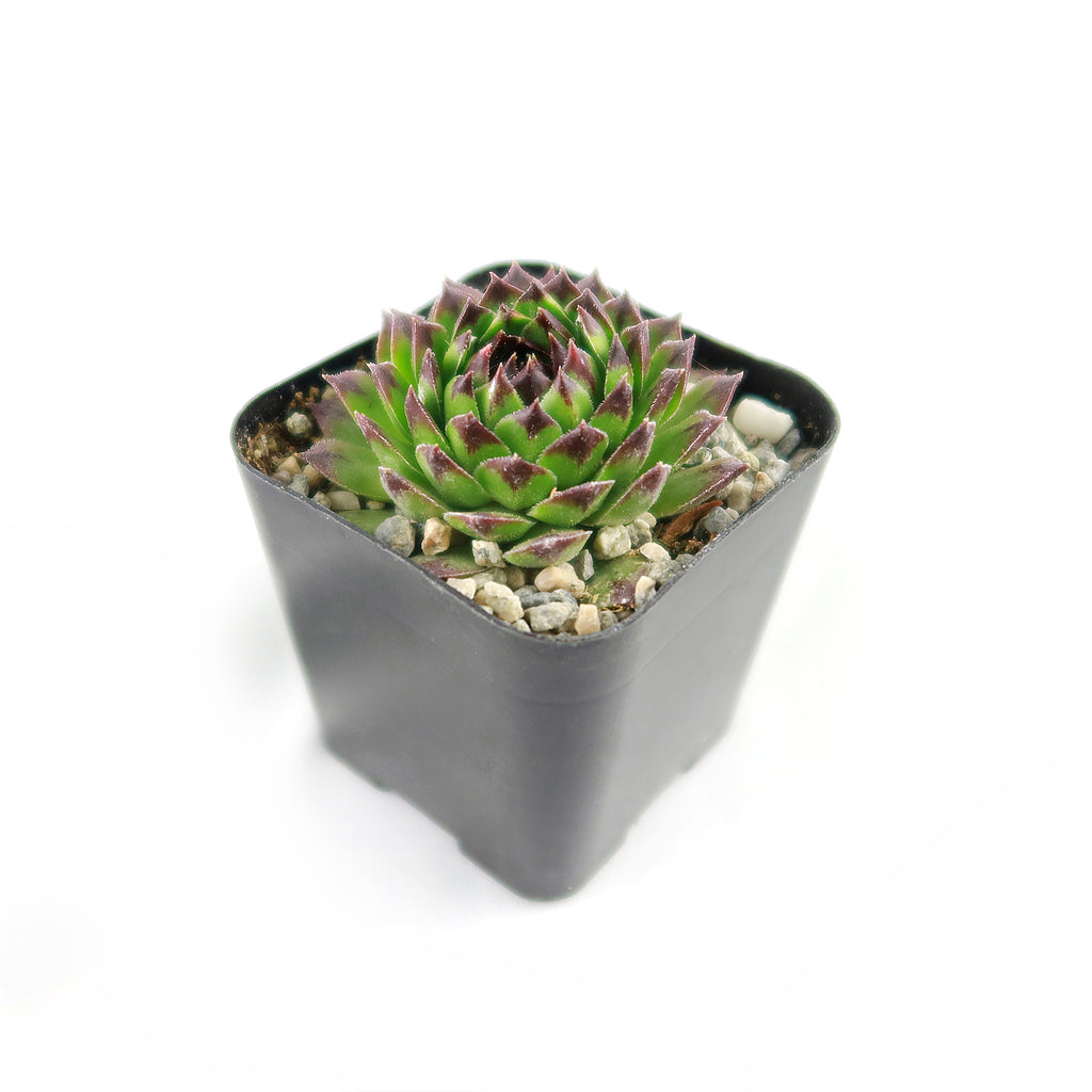 Sempervivum appletini (Hens and Chicks)