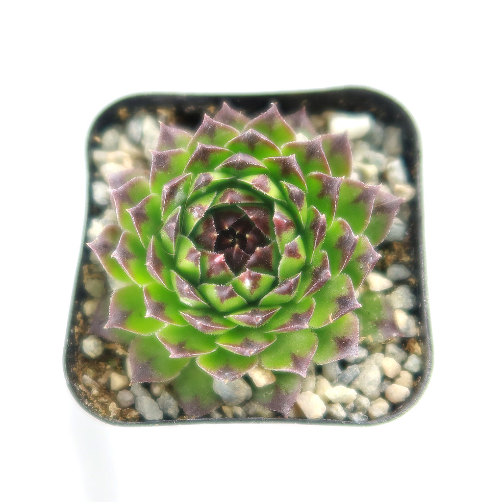 Sempervivum appletini (Hens and Chicks)