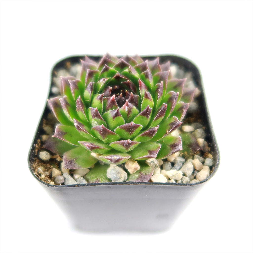 Sempervivum appletini (Hens and Chicks)