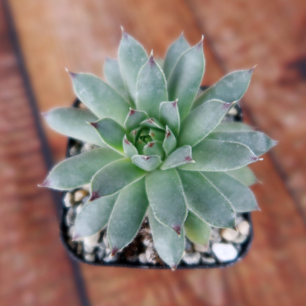Sempervivum calcareum (Hens and Chicks)