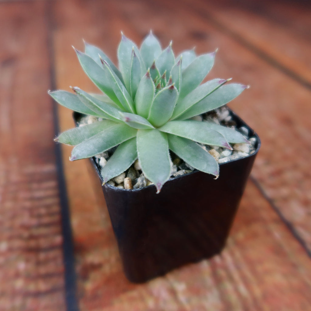 Sempervivum calcareum (Hens and Chicks)