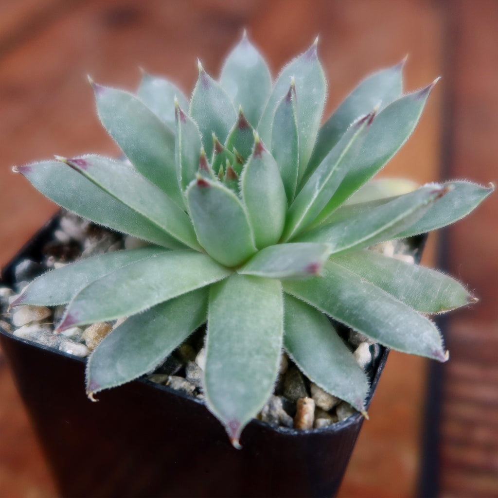 Sempervivum calcareum (Hens and Chicks)