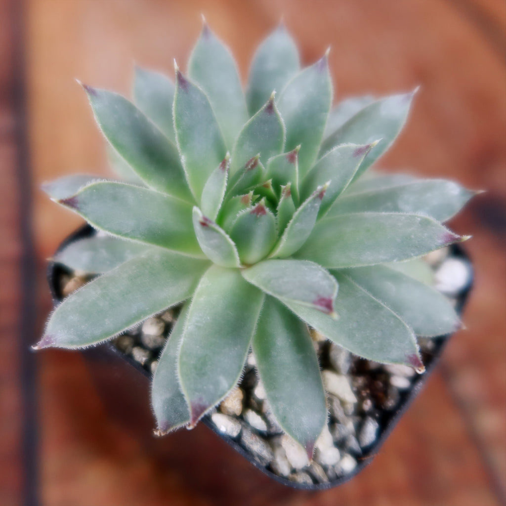 Sempervivum calcareum (Hens and Chicks)