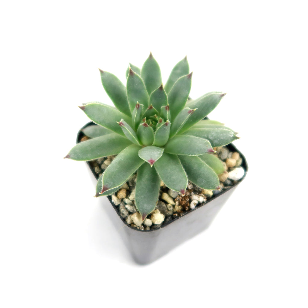Sempervivum calcareum (Hens and Chicks)