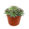 Sempervivum calcareum (Hens and Chicks)