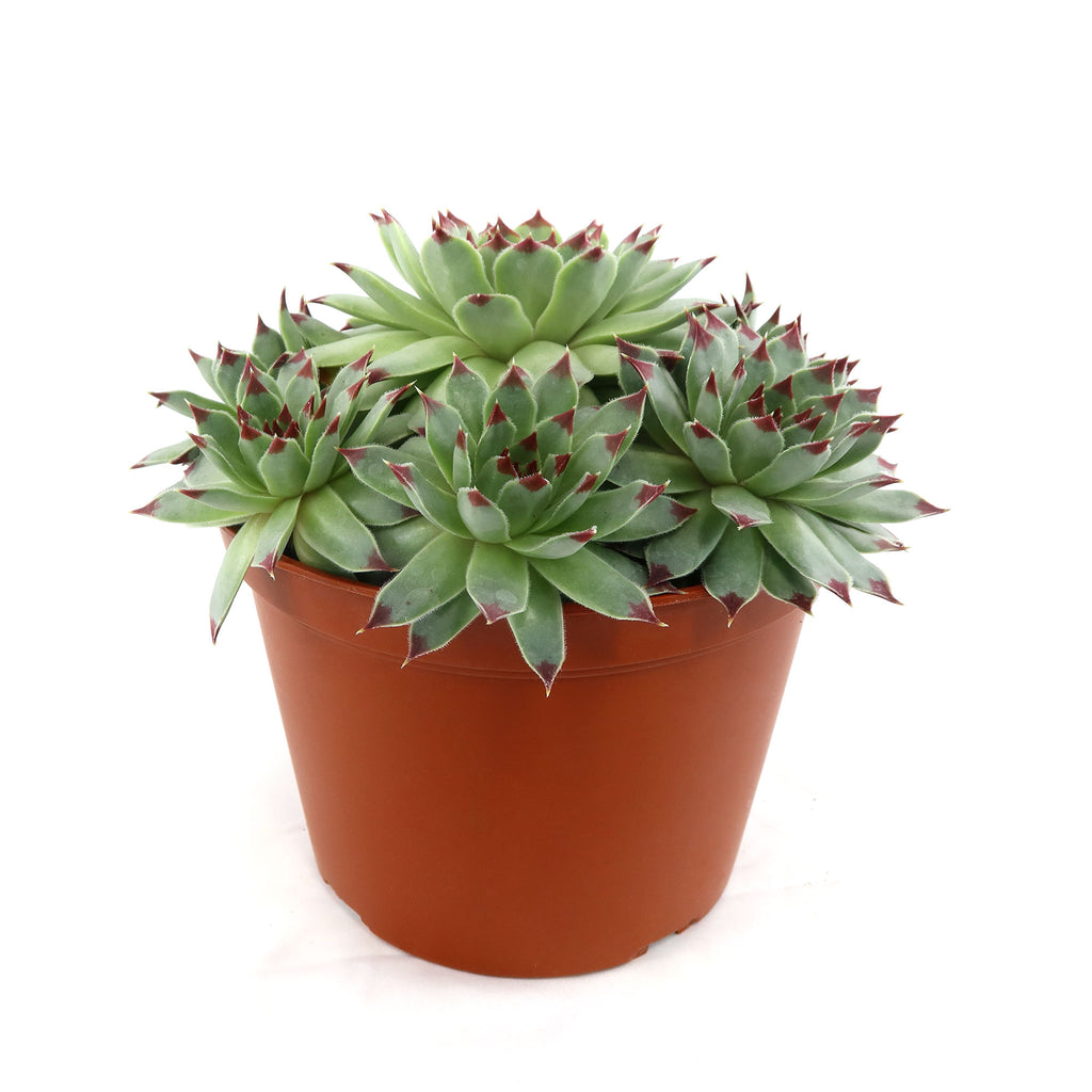 Sempervivum calcareum (Hens and Chicks)