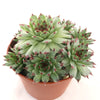 Sempervivum calcareum (Hens and Chicks)