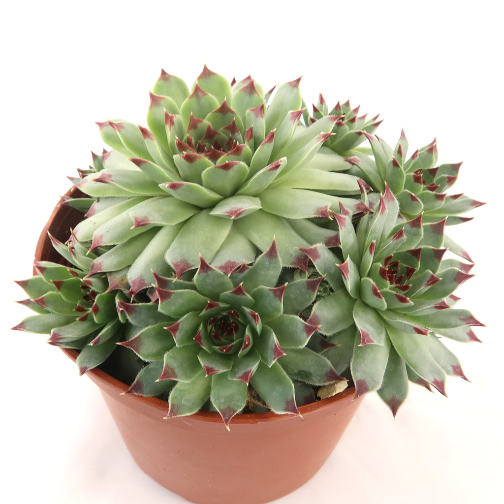 Sempervivum calcareum (Hens and Chicks)