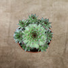 Sempervivum calcareum (Hens and Chicks)