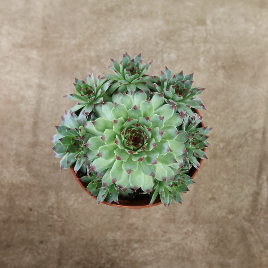 Sempervivum calcareum (Hens and Chicks)