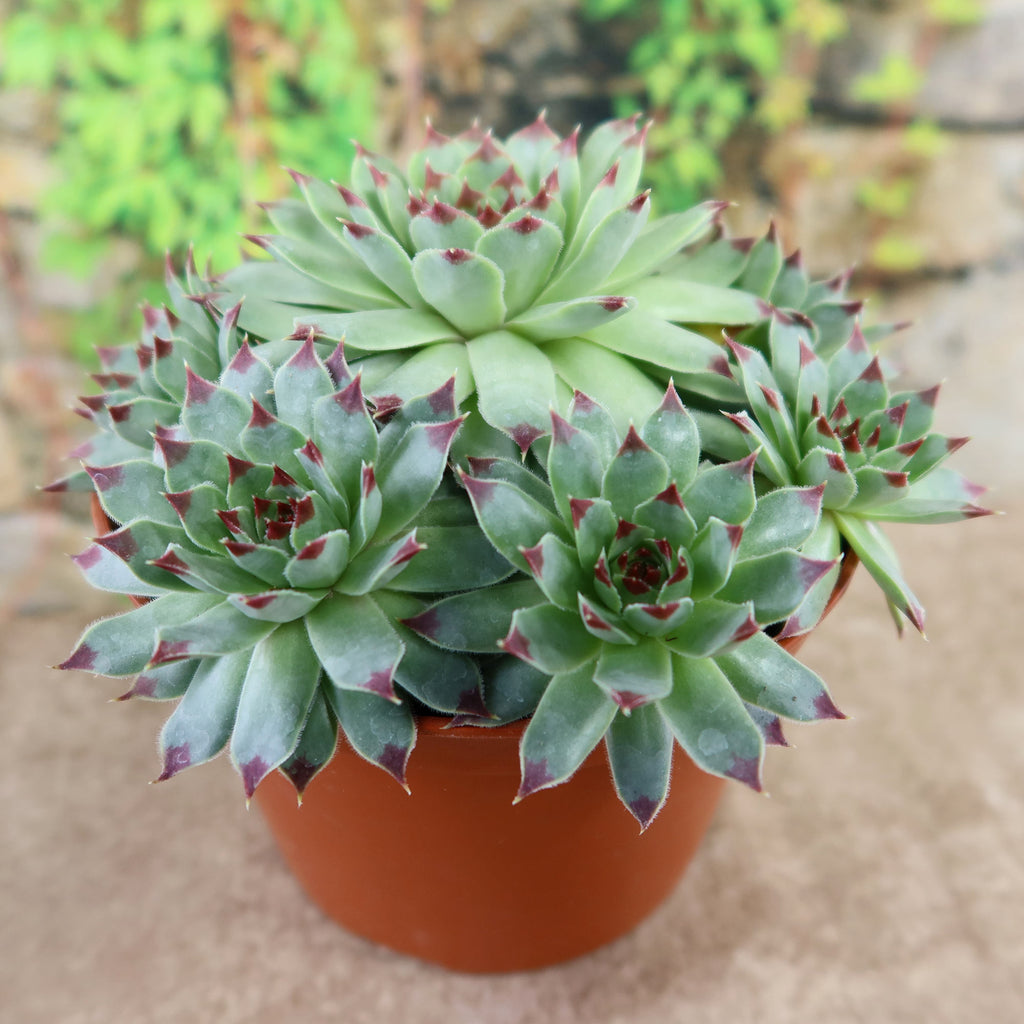 Sempervivum calcareum (Hens and Chicks)