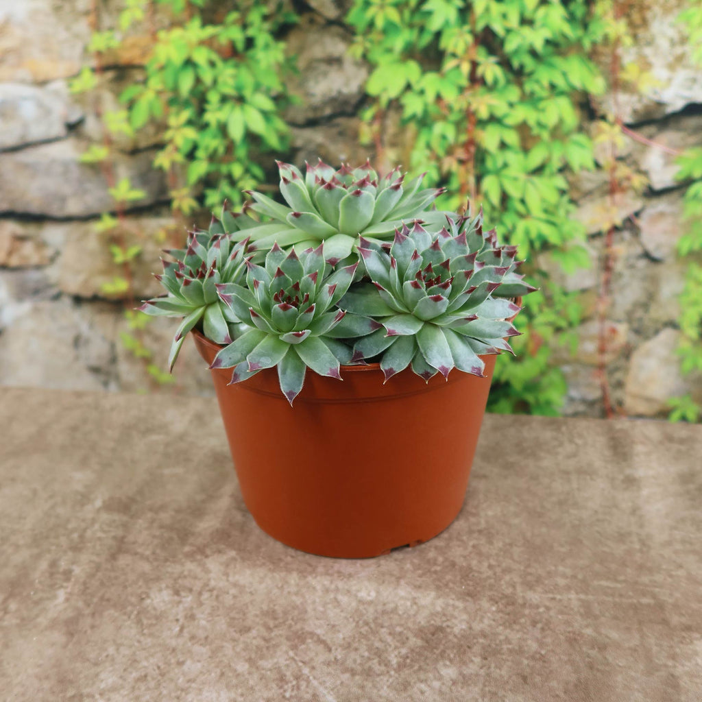 Sempervivum calcareum (Hens and Chicks)