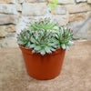Sempervivum calcareum (Hens and Chicks)