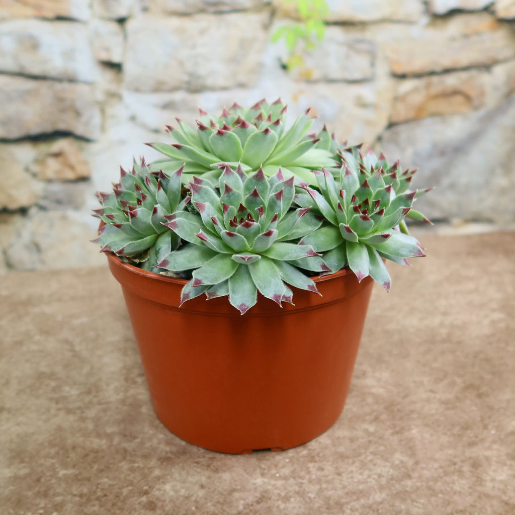 Sempervivum calcareum (Hens and Chicks)
