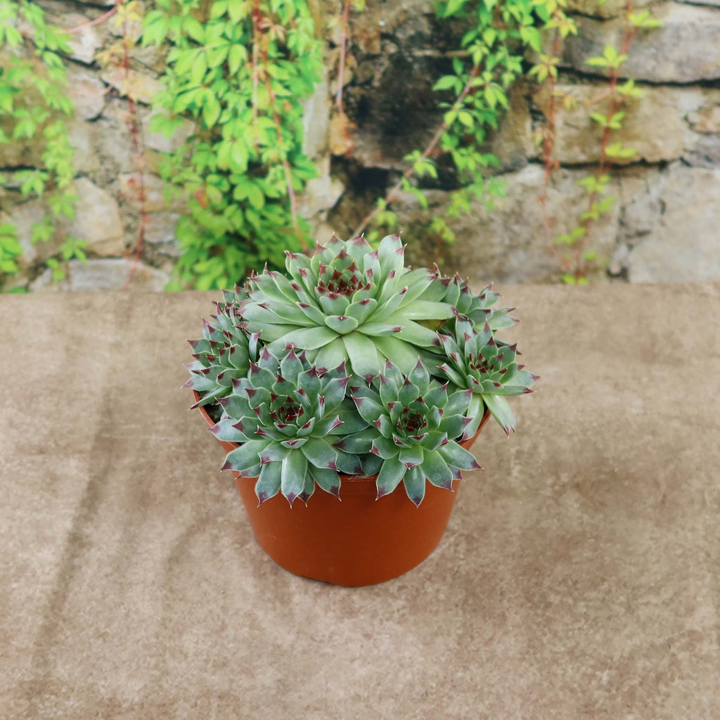 Sempervivum calcareum (Hens and Chicks)