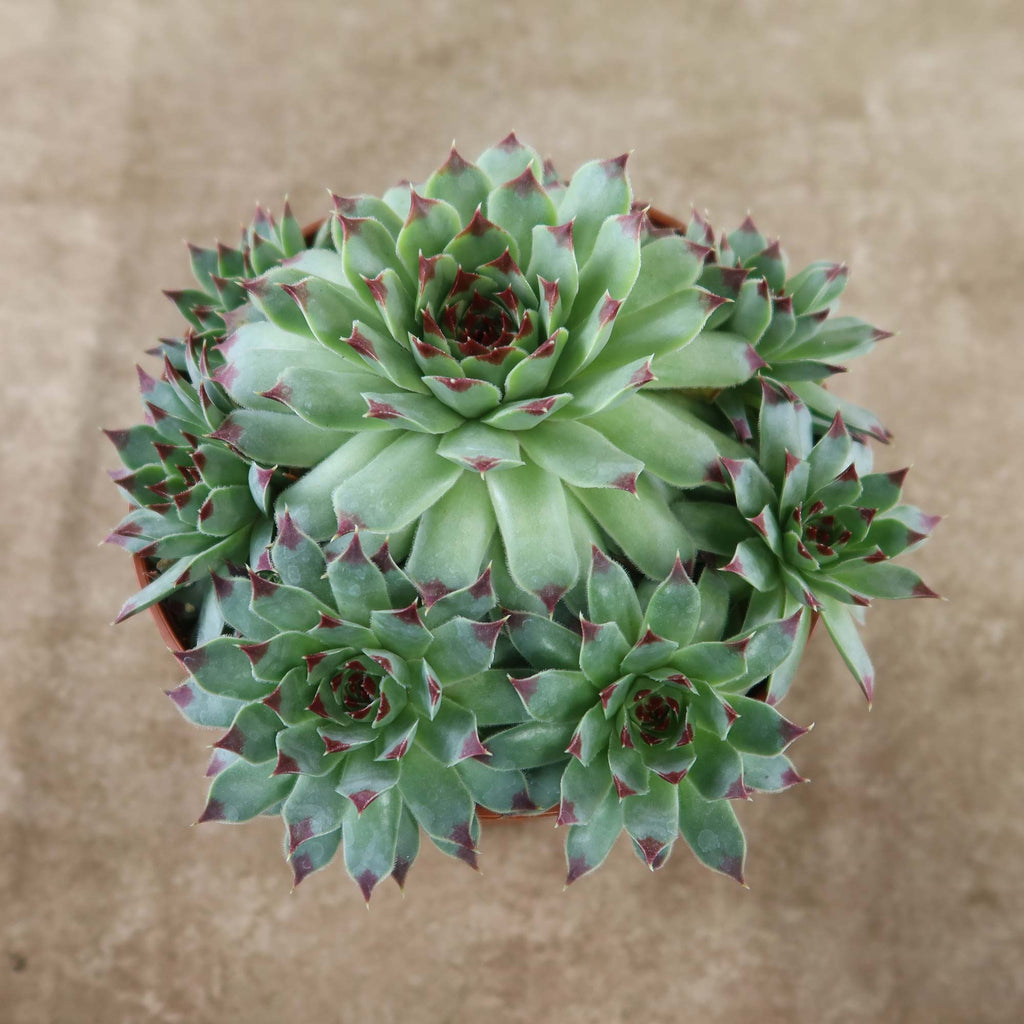 Sempervivum calcareum (Hens and Chicks)