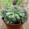 Sempervivum calcareum (Hens and Chicks)