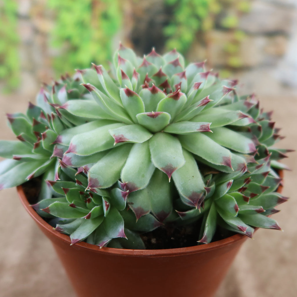 Sempervivum calcareum (Hens and Chicks)