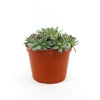 Sempervivum calcareum (Hens and Chicks)