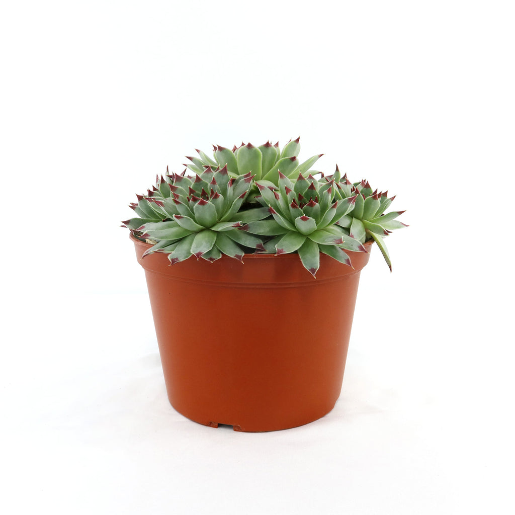 Sempervivum calcareum (Hens and Chicks)