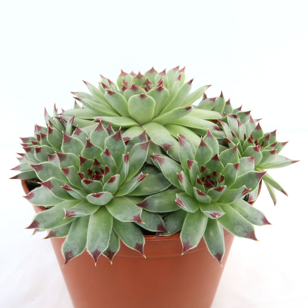 Sempervivum calcareum (Hens and Chicks)