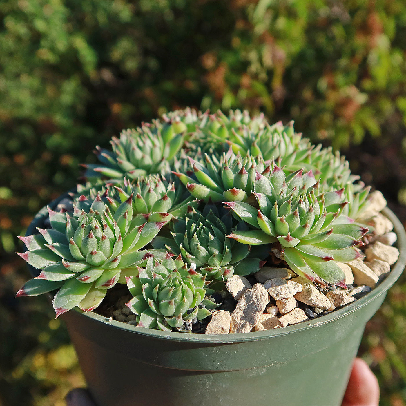 where to buy hens and chicks succulents Sempervivum calcareum (Hens and Chicks)
