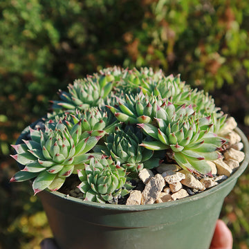 succulent perennials Sempervivum calcareum (Hens and Chicks)