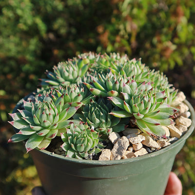 chicks succulent hens and chicks round pot cost 4 pot Sempervivum calcareum (Hens and Chicks)