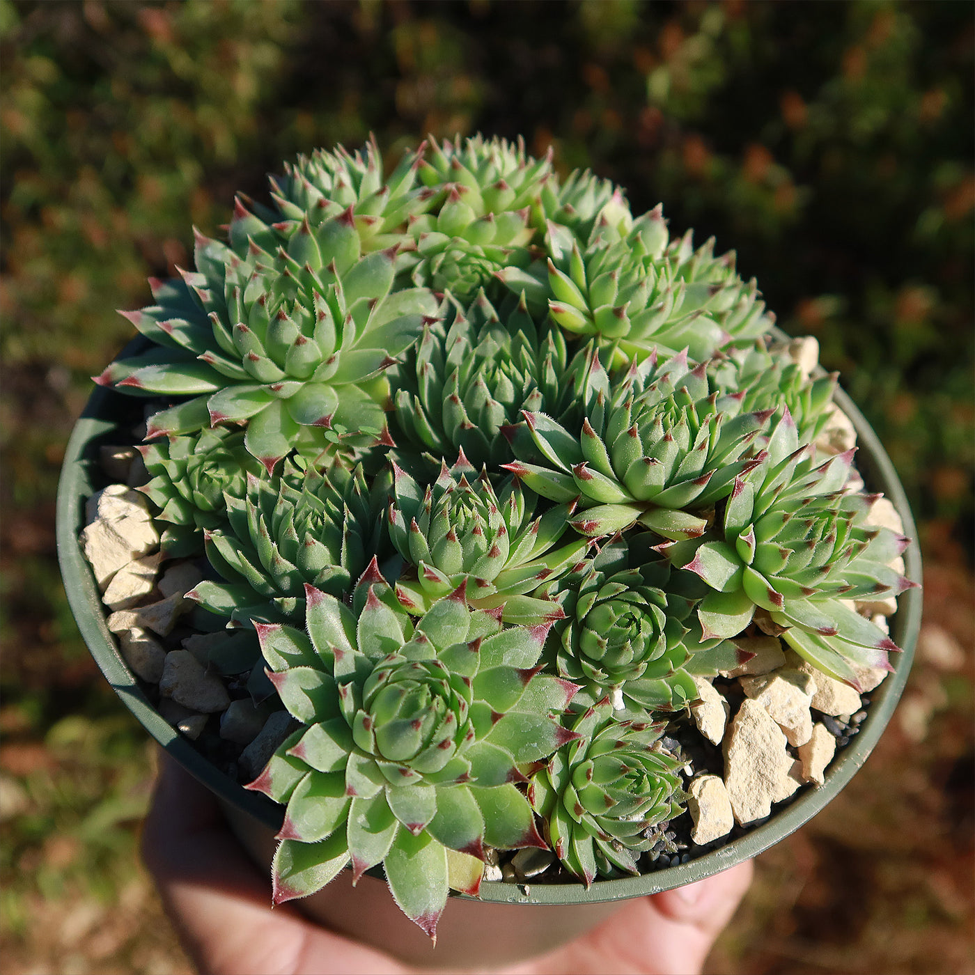 Chick Planets Hens And Chickens Plant