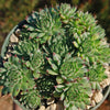 Sempervivum calcareum (Hens and Chicks)