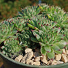 Sempervivum calcareum (Hens and Chicks)