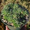 Sempervivum calcareum (Hens and Chicks)