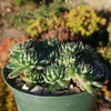 Sempervivum calcareum (Hens and Chicks)