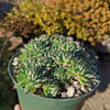 Sempervivum calcareum (Hens and Chicks)