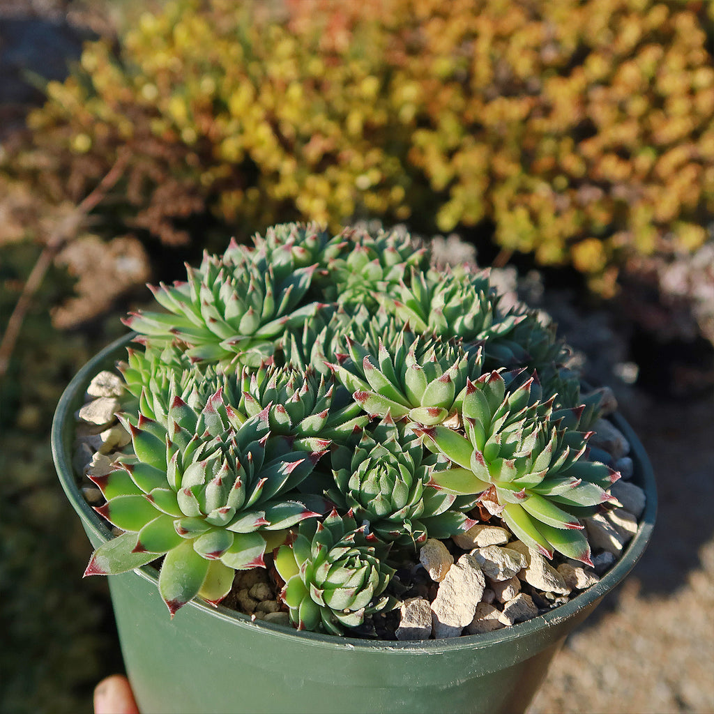 Sempervivum calcareum (Hens and Chicks)