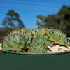 Sempervivum calcareum (Hens and Chicks)