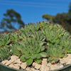 Sempervivum calcareum (Hens and Chicks)