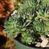 Sempervivum calcareum (Hens and Chicks)