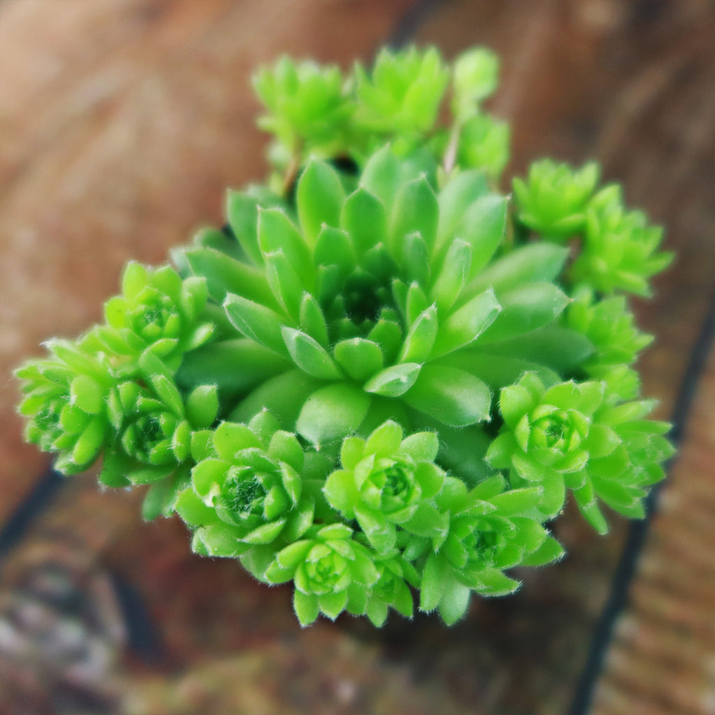 Sempervivum ‘Green Wheel’ (Hens and Chicks)