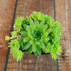 Sempervivum ‘Green Wheel’ (Hens and Chicks)