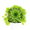 Sempervivum ‘Green Wheel’ (Hens and Chicks)