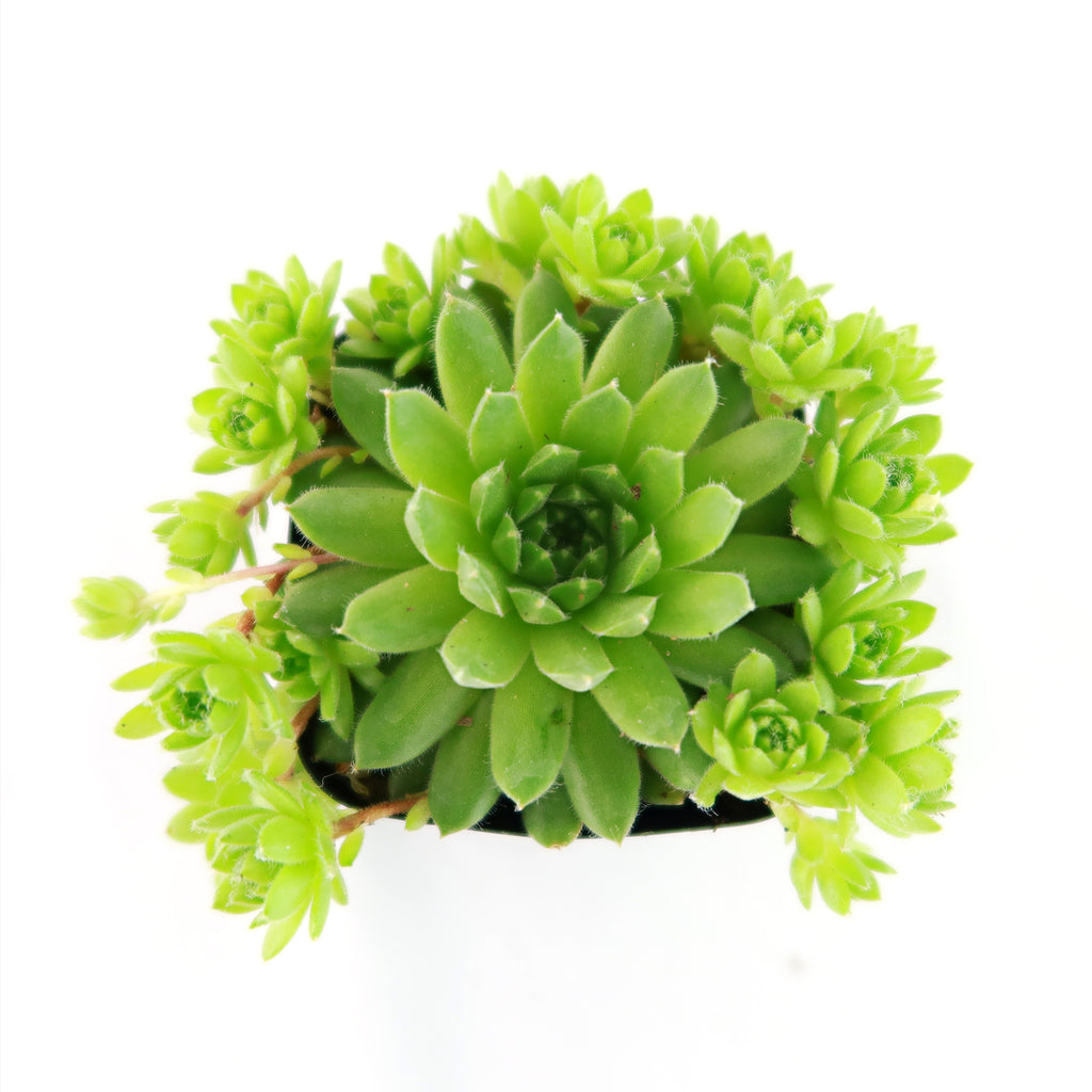 Sempervivum ‘Green Wheel’ (Hens and Chicks)