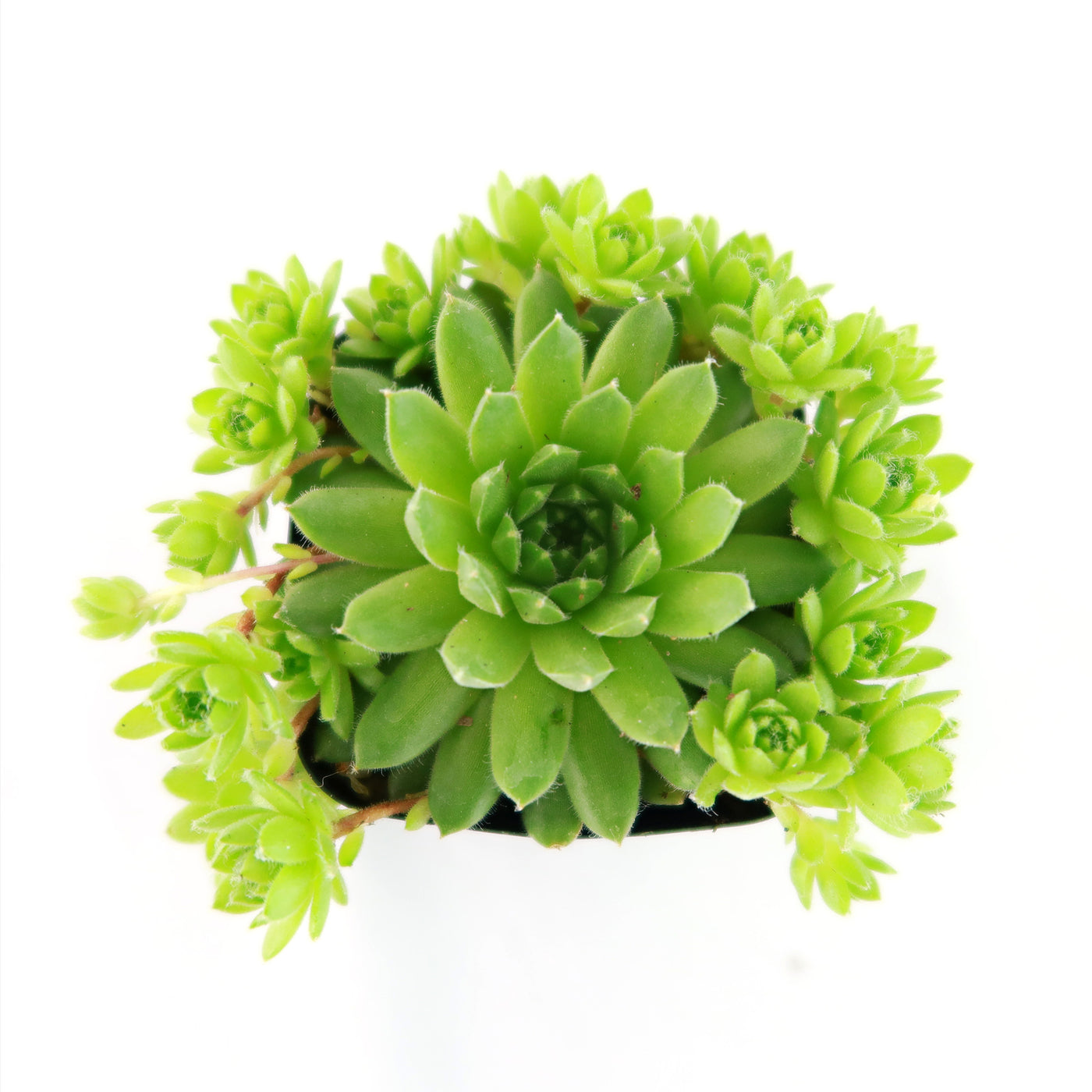 green wheel succulent Shop 'Sempervivum Green Wheel' Care and Growing Guide