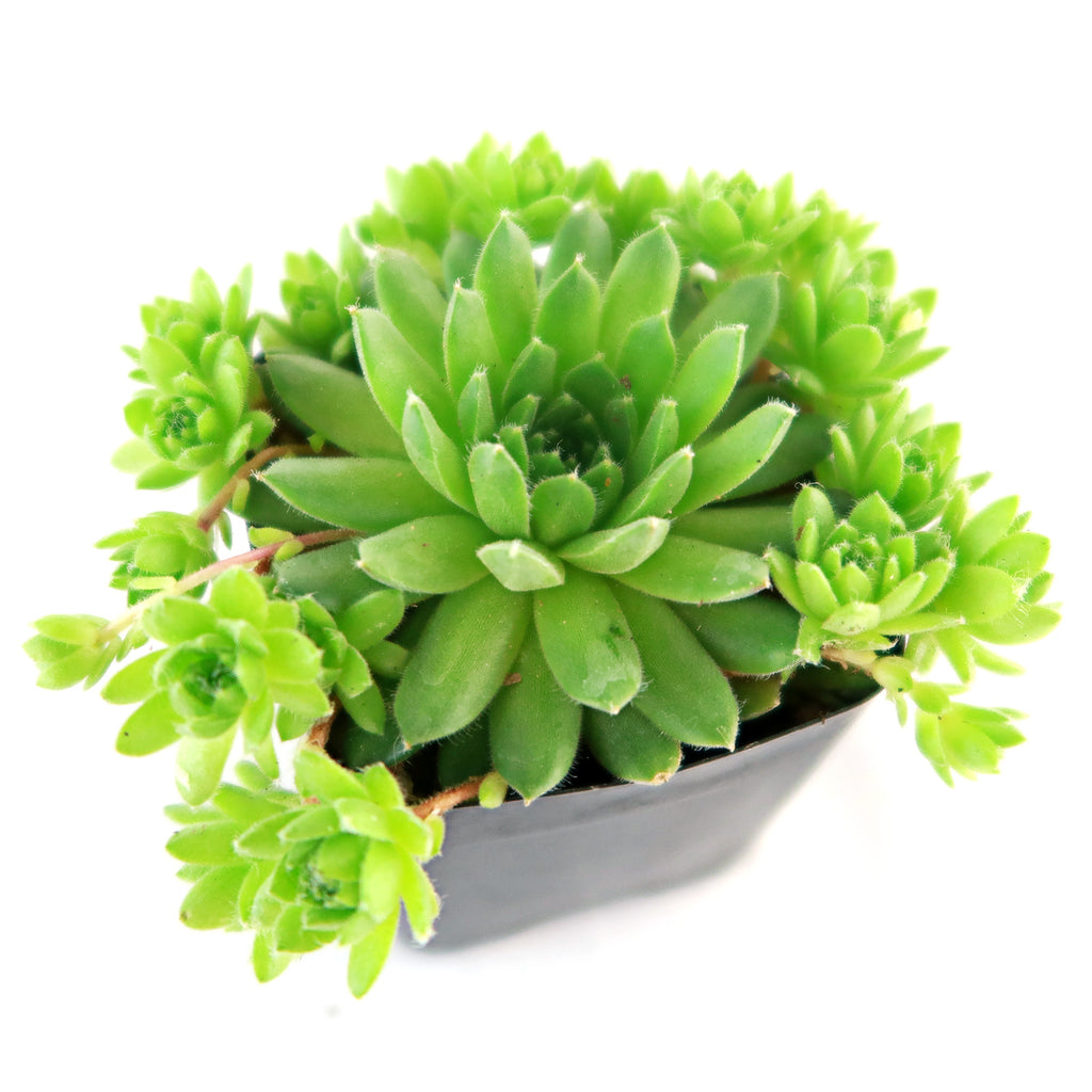 Sempervivum ‘Green Wheel’ (Hens and Chicks)