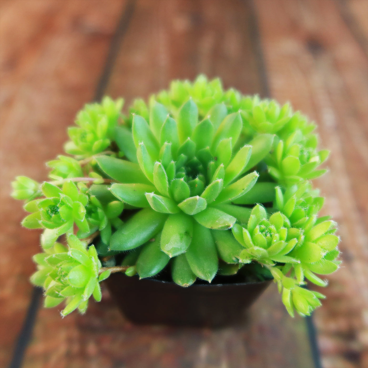 Shop 'Sempervivum Green Wheel' Care and Growing Guide | Planet Desert