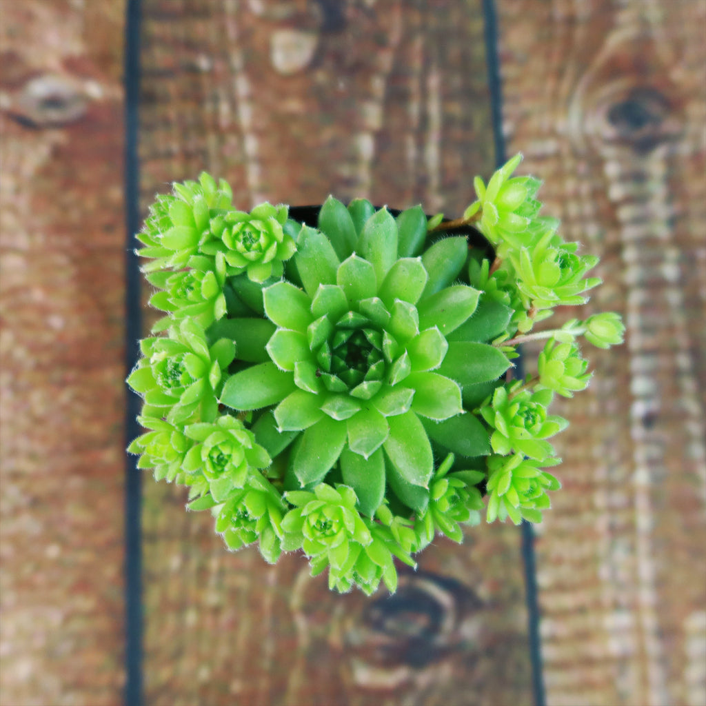 Sempervivum ‘Green Wheel’ (Hens and Chicks)