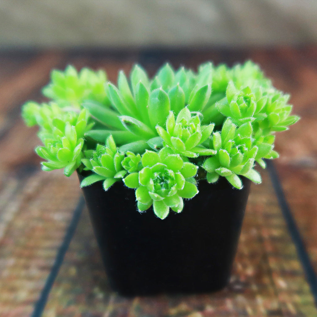 Sempervivum ‘Green Wheel’ (Hens and Chicks)