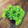 Sempervivum ‘Green Wheel’ (Hens and Chicks)