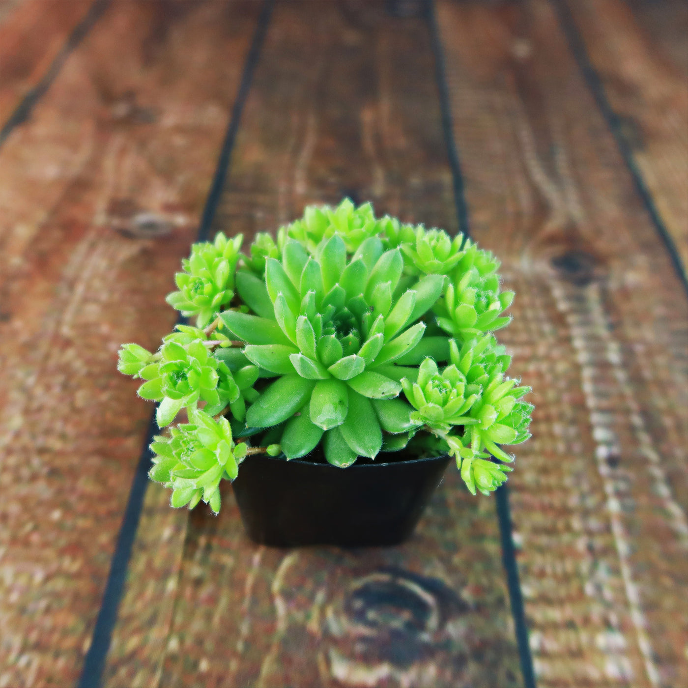 Shop 'Sempervivum Green Wheel' Care and Growing Guide | Planet Desert